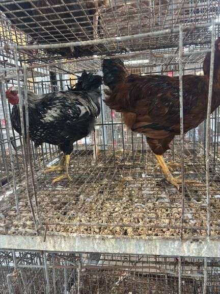 2 Roosters - 1 Silver Laced Wyandotte 1 Rhode Island Red