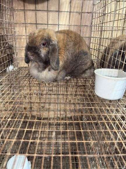 Mini Lop Doe "Trixy"