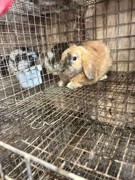 Orange Holland Lop Buck