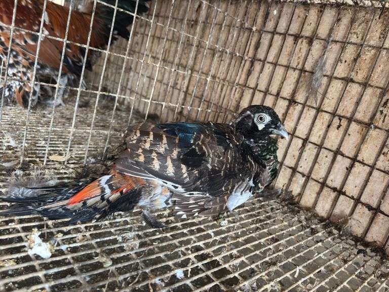 Lady Amherst Pheasant Male - Just out of Molt
