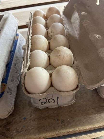 2 Doz Duck Eating Eggs