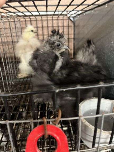 3 Bearded Silkie Chicks