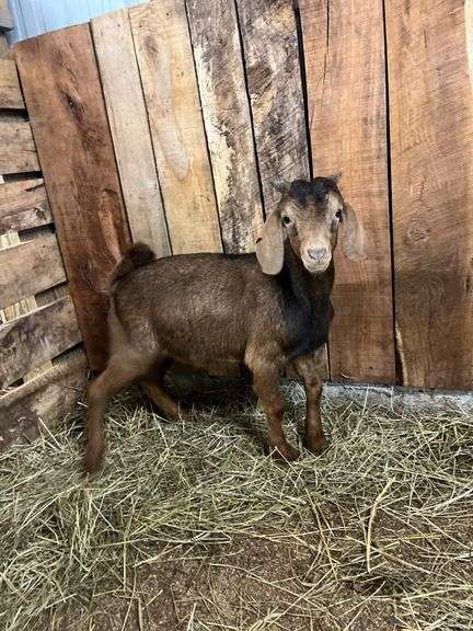 Brown & Black Spotted Boer Billy