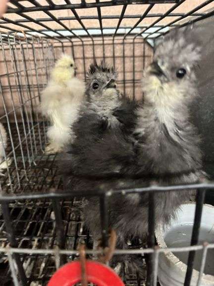 3 Bearded Silkie Chicks