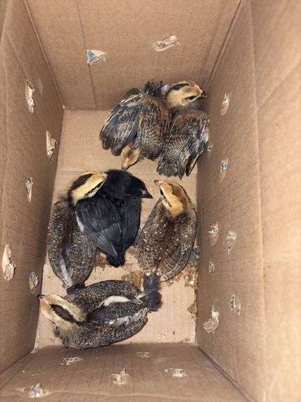 6 Banty Chicks