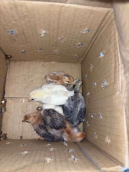 6 Barnyard Mix Chicks