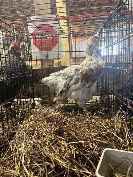 Pair Young Chickens - Tri Color Langshan Rooster "Doodle" & Blue/Black Langshan Hen "Pixie"