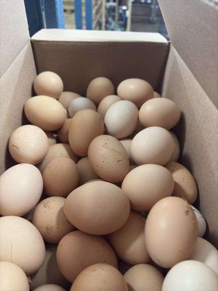 6 Doz Large Mixed Eating Eggs