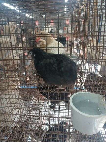 Black Langshaw Pullet