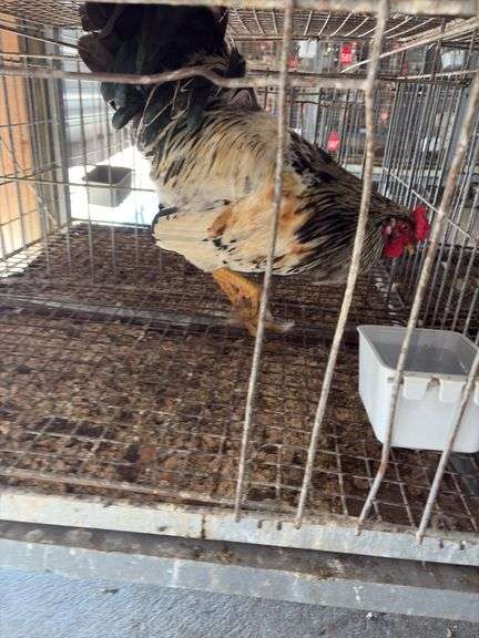 True Blue Whiting Rooster "Ricky" Not Friendly with Other Roosters