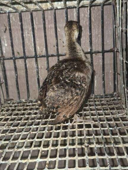 Indian Blue Peachick