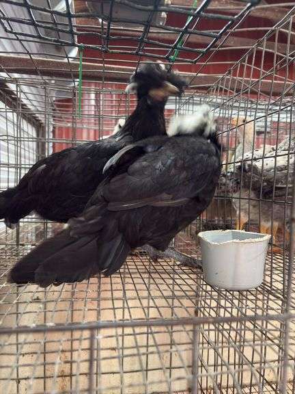 2 White Crested Polish Cockerels