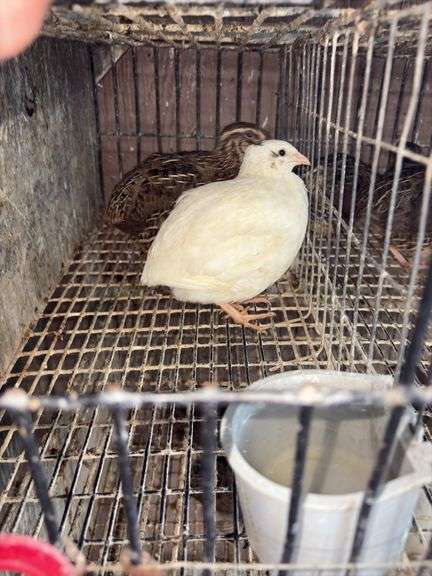 3 Coturnix Quail