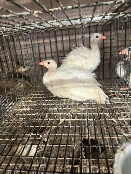 2 White Guineas
