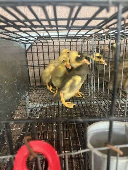 6 Indian Running Ducks