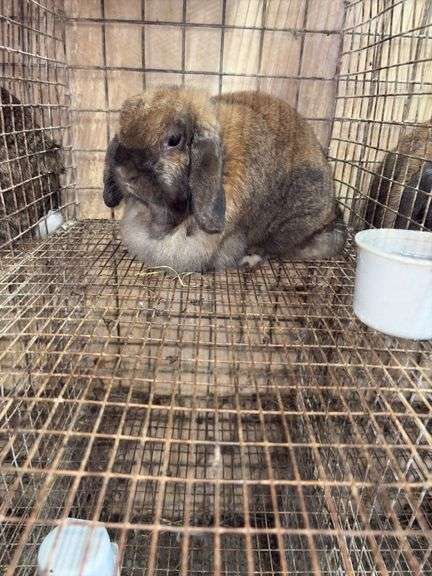 Mini Lop Doe "Trixy"