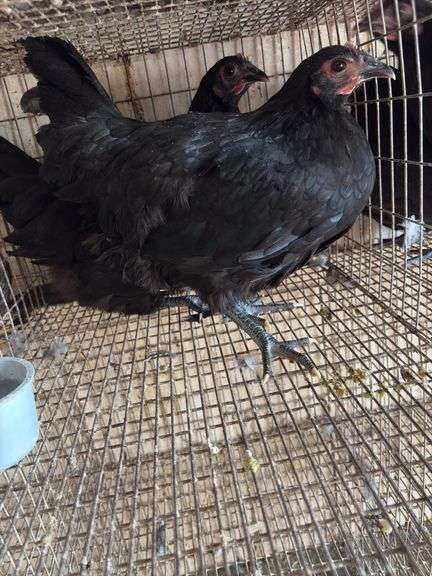 2 Black Australorp Pullets
