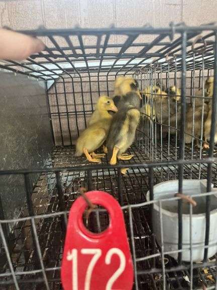 6 Indian Running Ducks