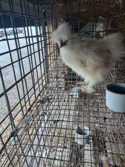 White Bearded Silkie Rooster