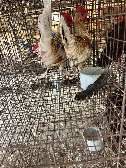 2 Banty Roosters