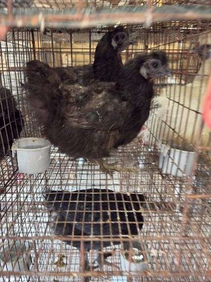 2 Silkie Hens