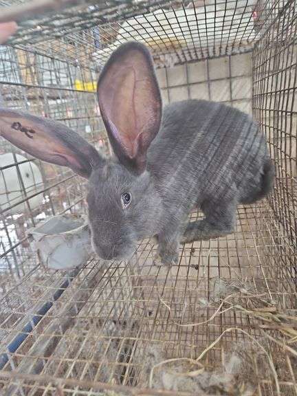 Pure Flemish Giant Doe - 4 Mos Old
