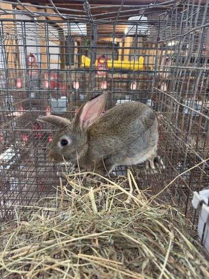 Flemish Doe w/ Feed