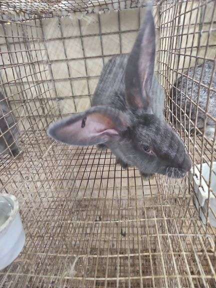 Pure Flemish Giant Buck - 4 Mos Old