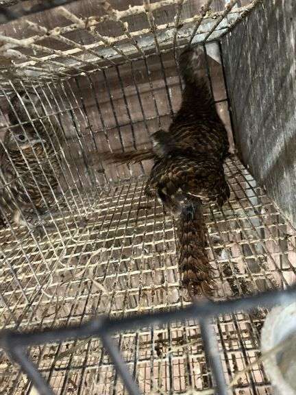 2 Lady Amherst Pheasants