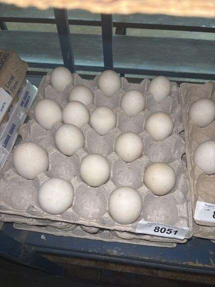 3 Doz Super Jumbo King Duck Eating Eggs