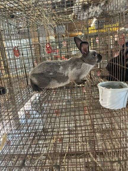 New Zealand Giant Buck - 12wks Old