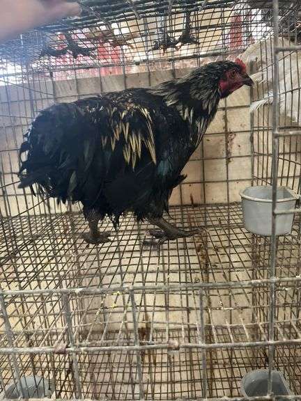 Barnyard Mix Rooster