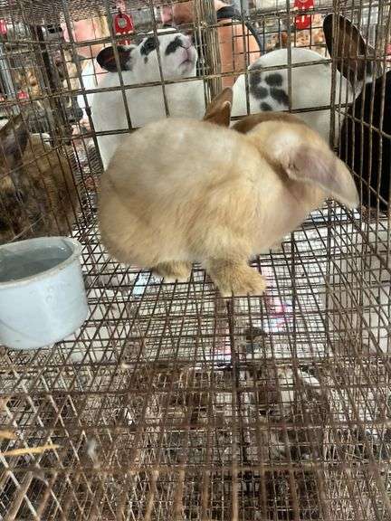 2 Bunnies