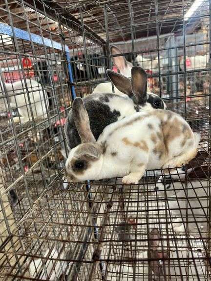 2 Mini Rex Does