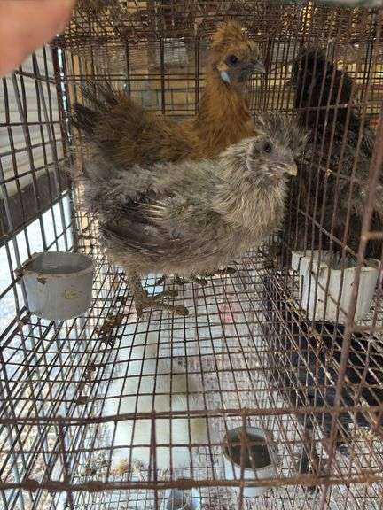 2 Silkie Hens