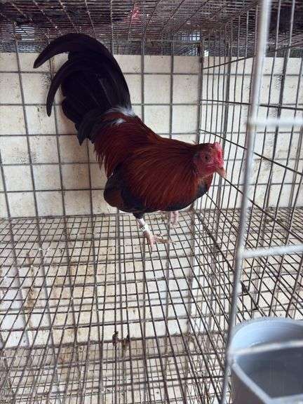 BB Red Banty Rooster
