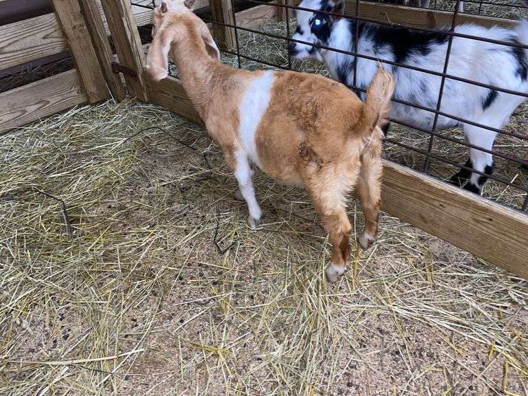 Tan & White Boer x Kiko Nanny