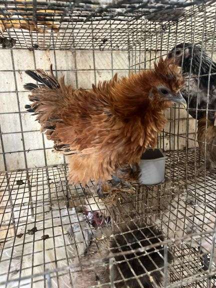 Fuzzy Silkie Pullet