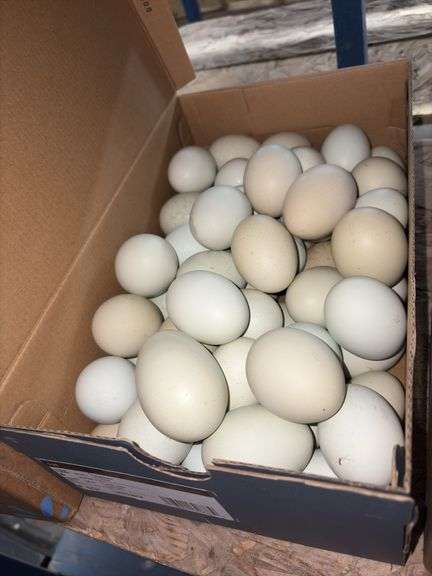 5 Doz Large/XL Unwashed Eating Eggs