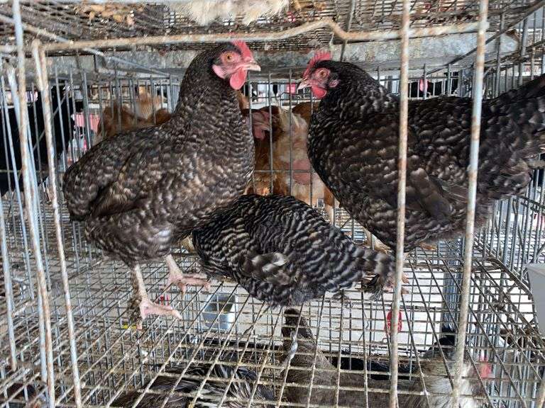 3 Plymouth Rock Laying Hens
