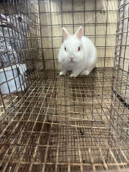 Netherland Dwarf Bred Doe - 2 Yrs Old