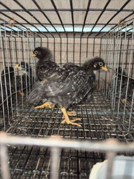 4 Diamond Dutchess Pullets - Blue Egg Layers
