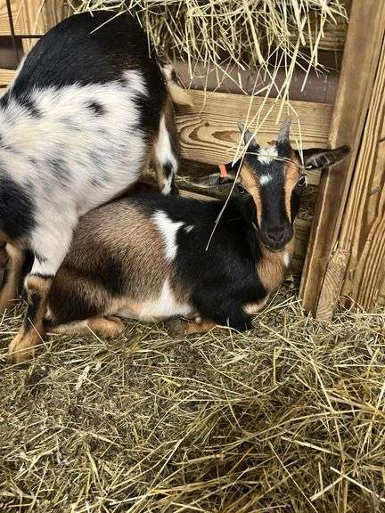 Tri Color Nigerian Dwarf Nanny w/ Blue Eyes - 4 Mos Old