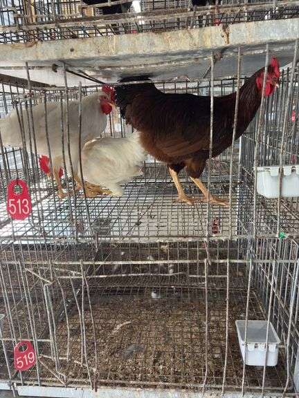 3 Roosters - 2 White Leghorn & 1 Rhode Island Rooster