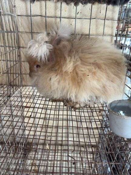Peach English Angora Doe
