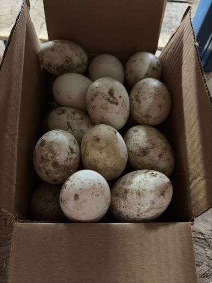 2 Doz Duck Eating Eggs