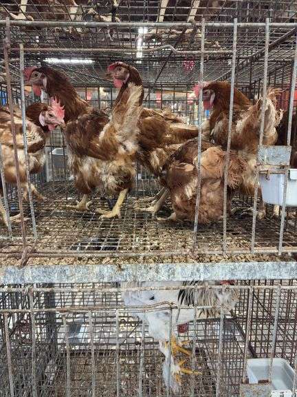 5 Golden Comet Laying Hens