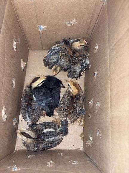 6 Banty Chicks