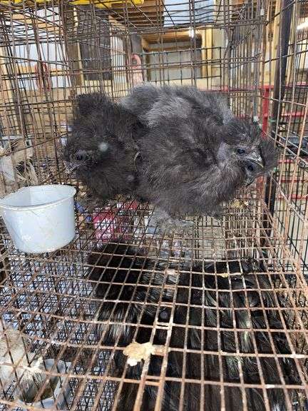 3 Bearded Silkies - 1 Silkie & 2 Showgirl