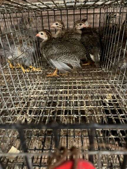 4 French Pearl & Pied Guinea Keets